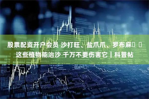 股票配资开户会员 沙打旺、盐爪爪、罗布麻⋯⋯这些植物能治沙 千万不要伤害它｜科普帖
